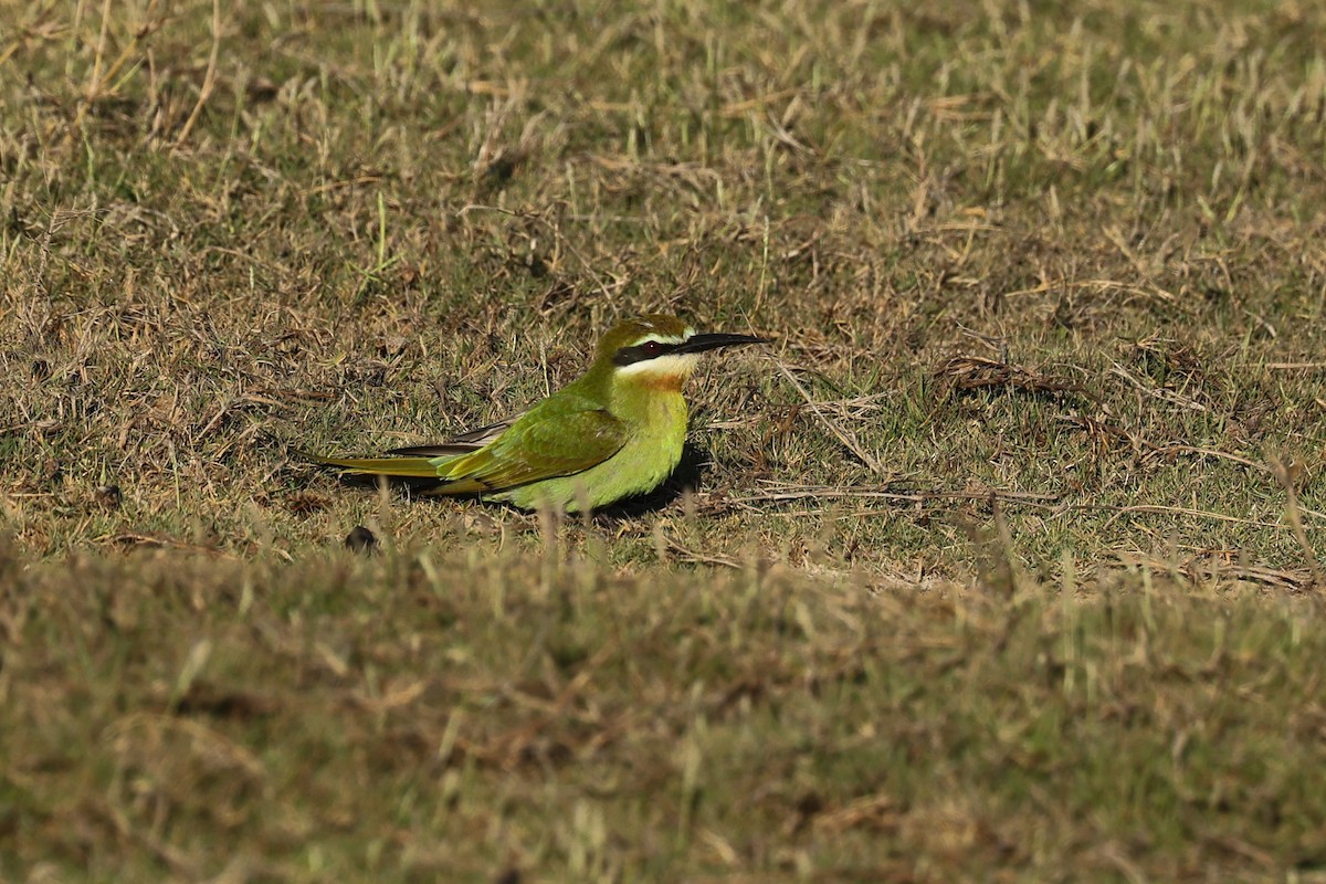 マダガスカルハチクイ - ML645366757