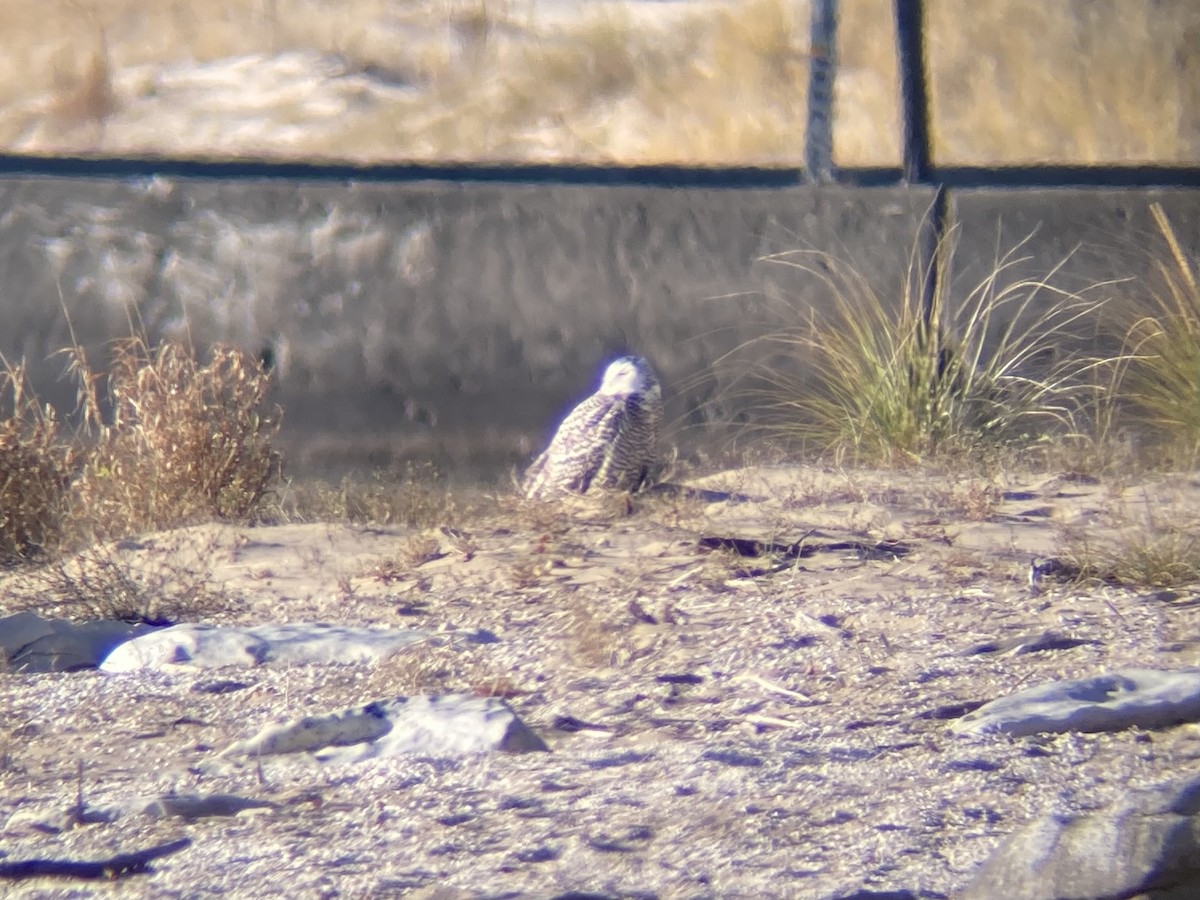 Snowy Owl - ML645366761