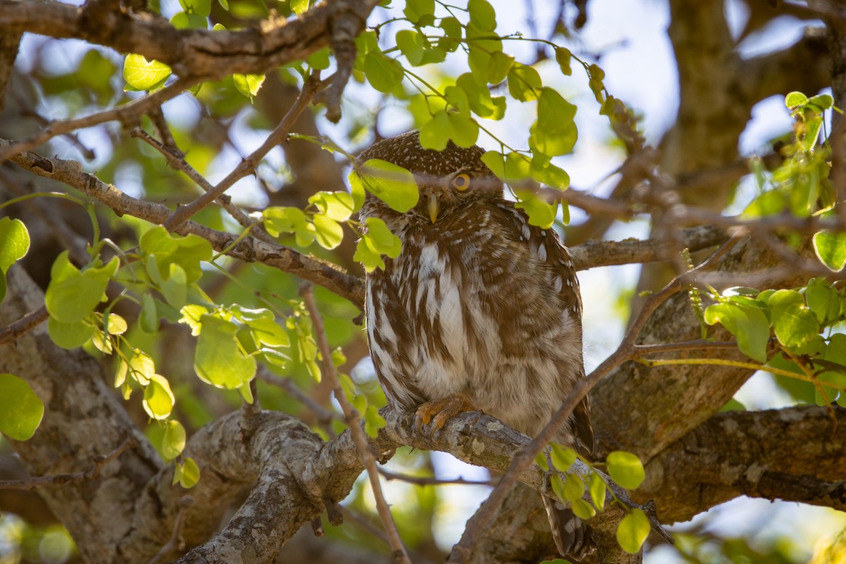 Pearl-spotted Owlet - ML645366763