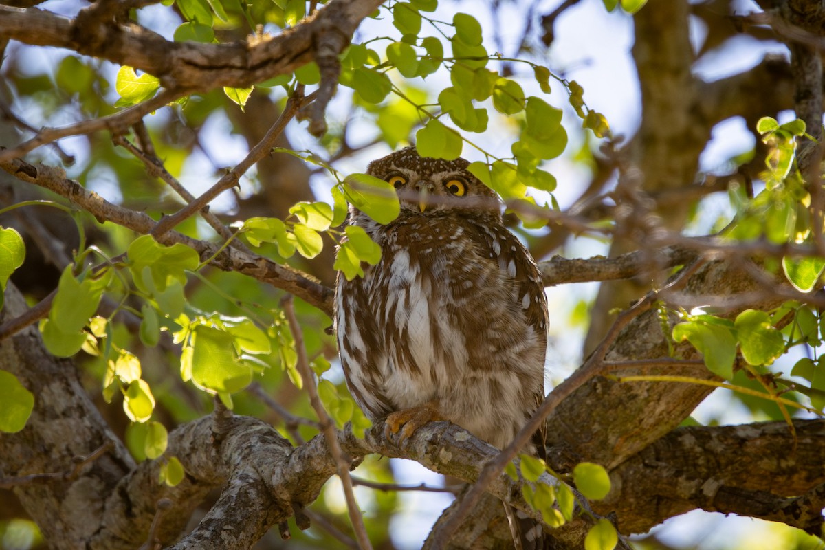 Pearl-spotted Owlet - ML645366764