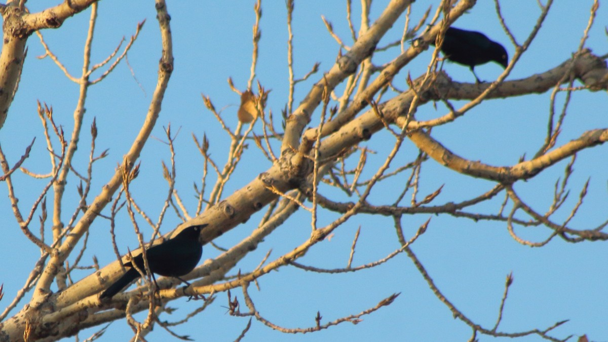 Brewer's Blackbird - ML645366770