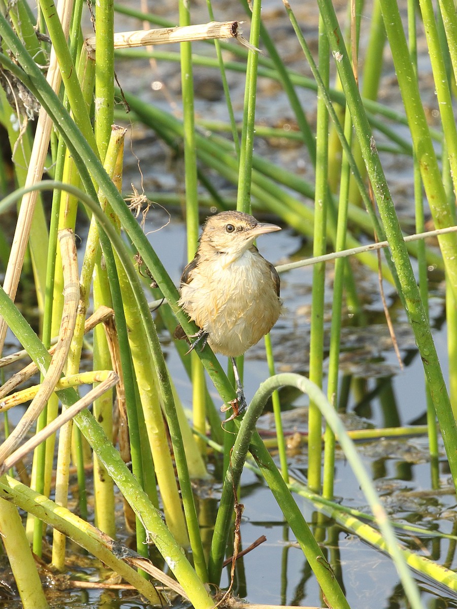 Lezkari zalapartaria - ML645366778
