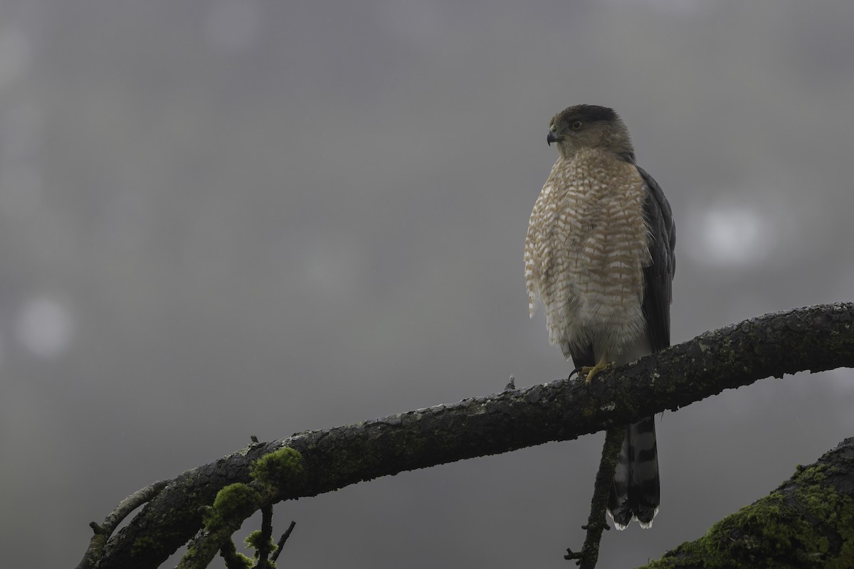 Cooper's Hawk - ML645366785