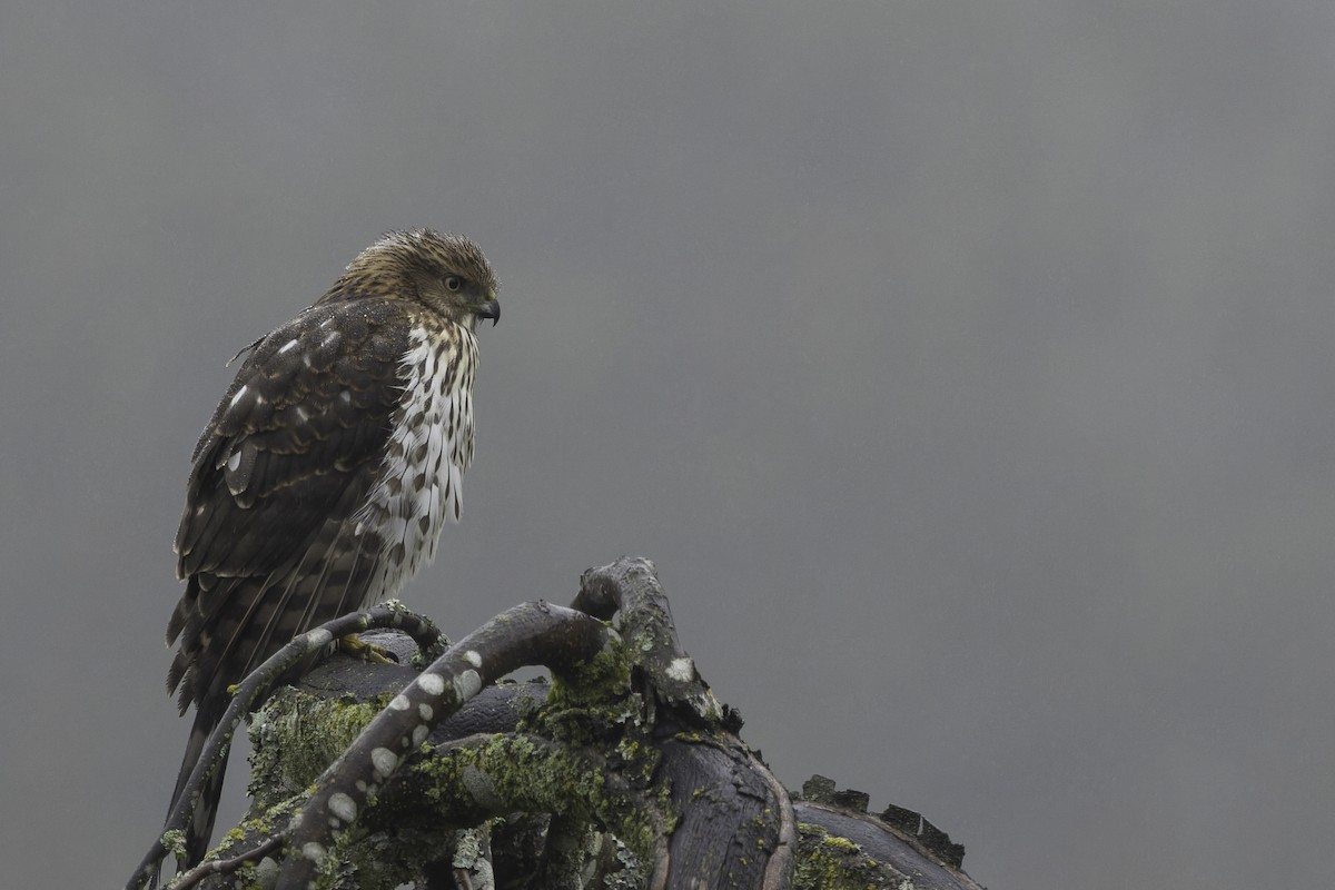 Cooper's Hawk - ML645366786