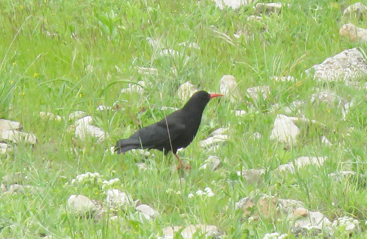 ベニハシガラス - ML645366796