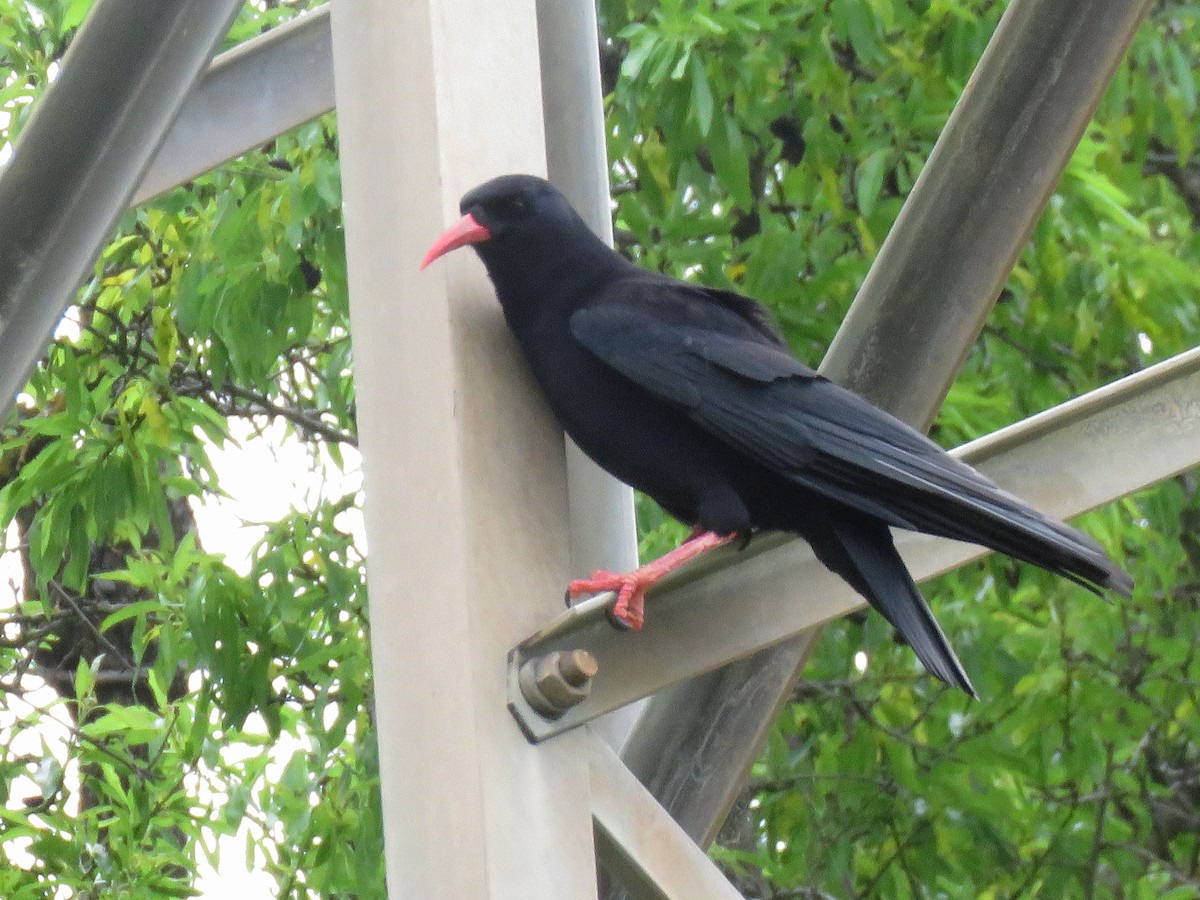 ベニハシガラス - ML645366797