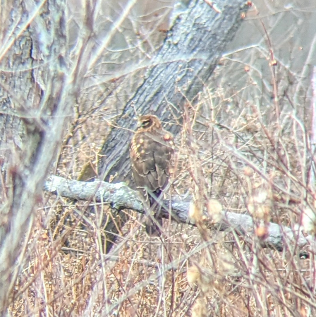 Northern Harrier - ML645366798