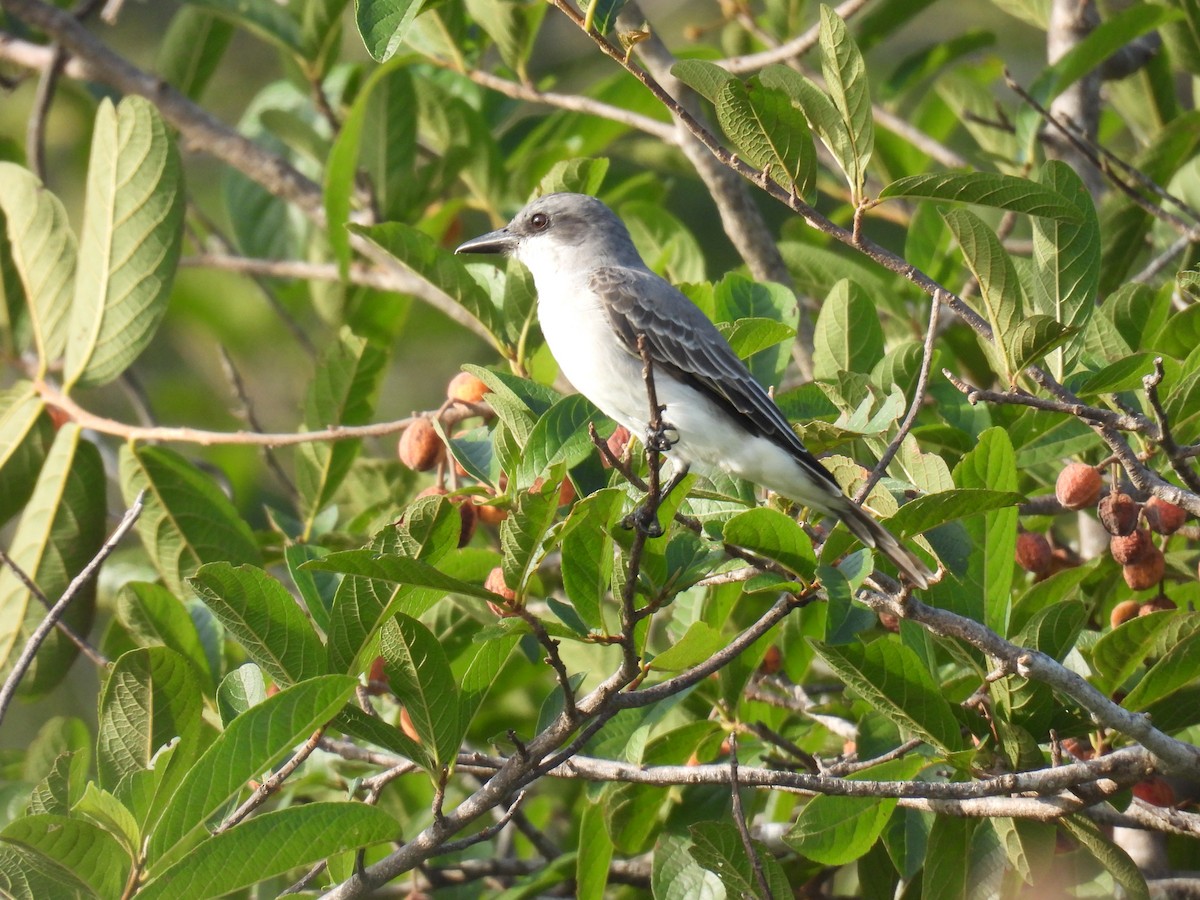 Gray Kingbird - ML645366800