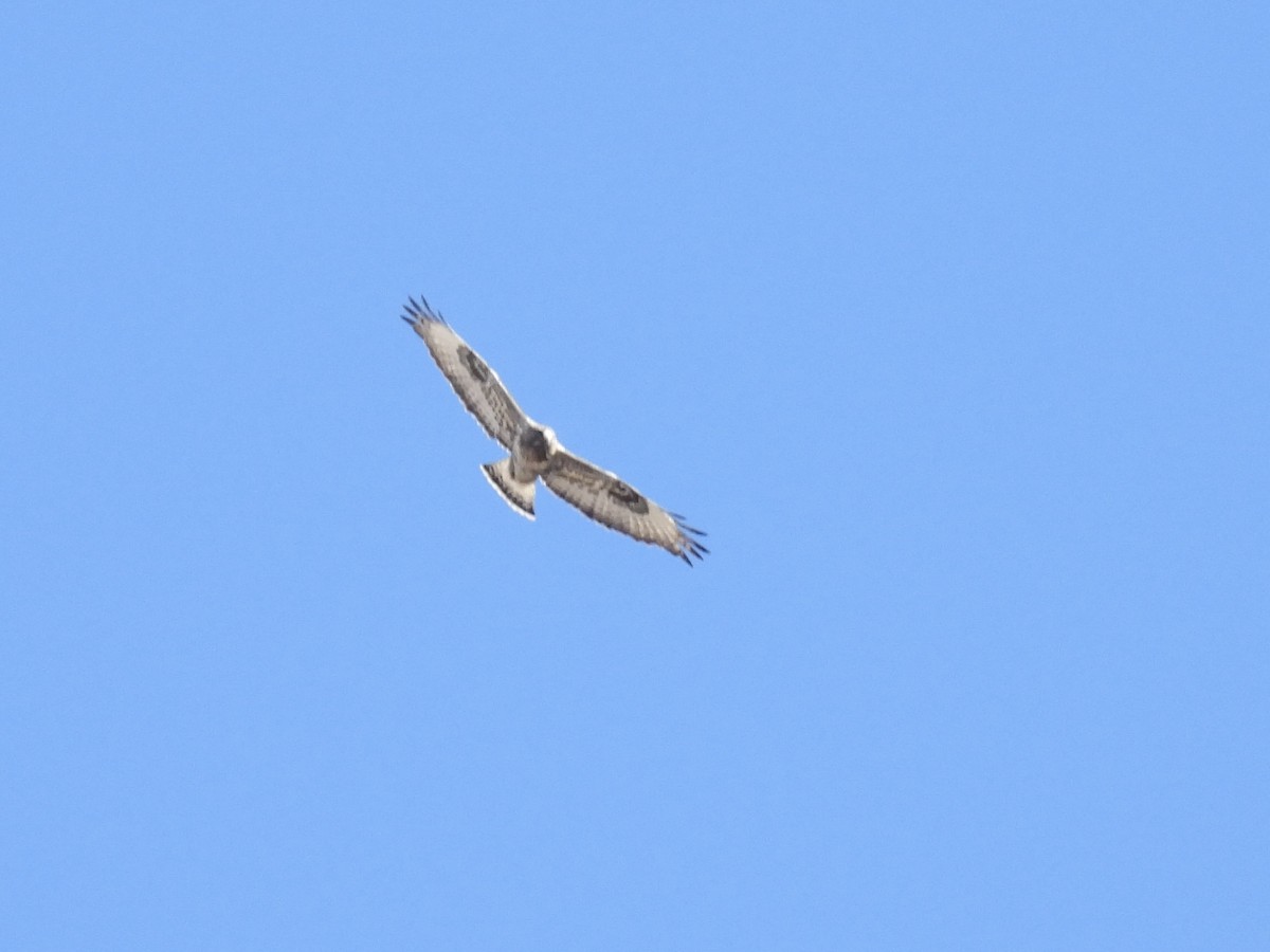 Rough-legged Hawk - ML645366807