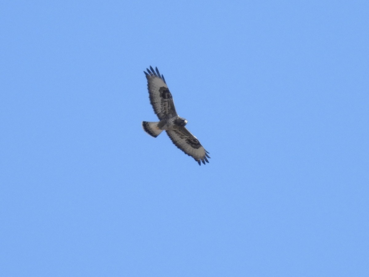 Rough-legged Hawk - ML645366808
