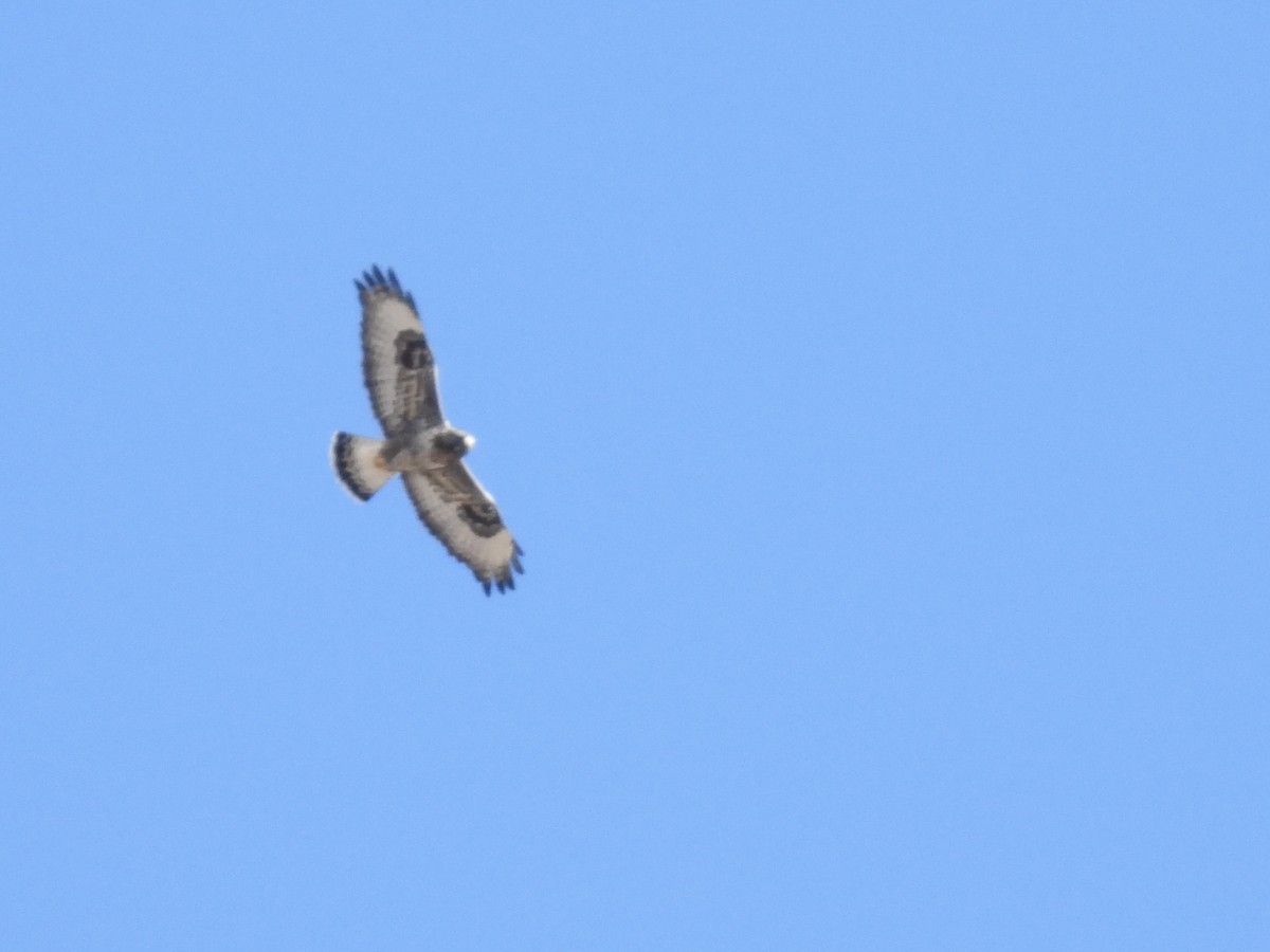 Rough-legged Hawk - ML645366809