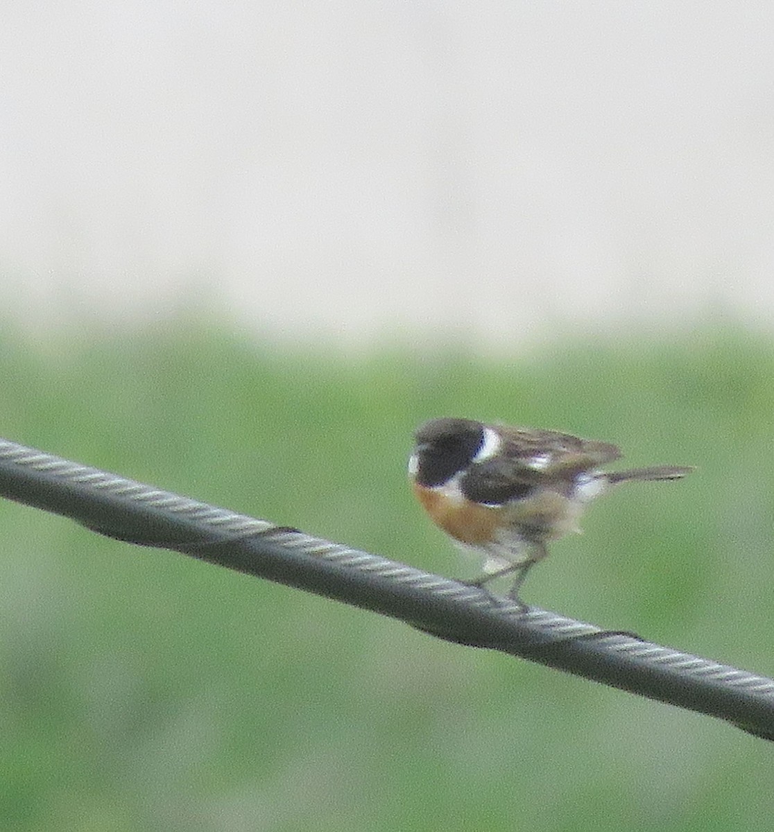 Трав'янка чорноголова - ML645366811