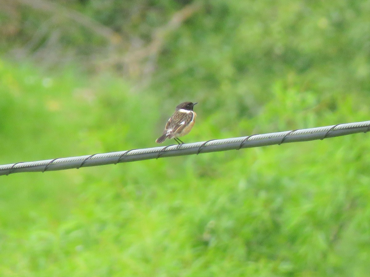 Трав'янка чорноголова - ML645366812