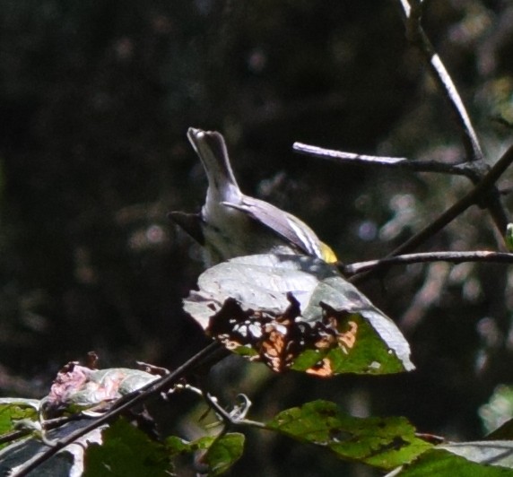 Black-throated Green Warbler - ML645366823