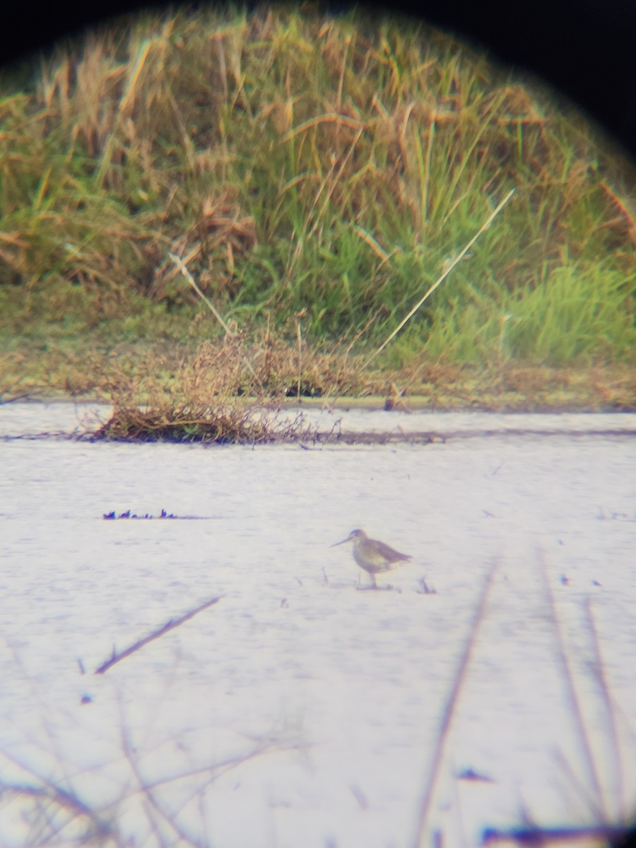 Greater Yellowlegs - ML645366828