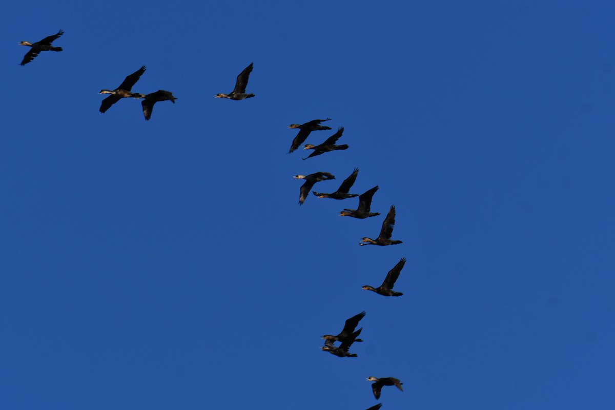 Double-crested Cormorant - ML645366844