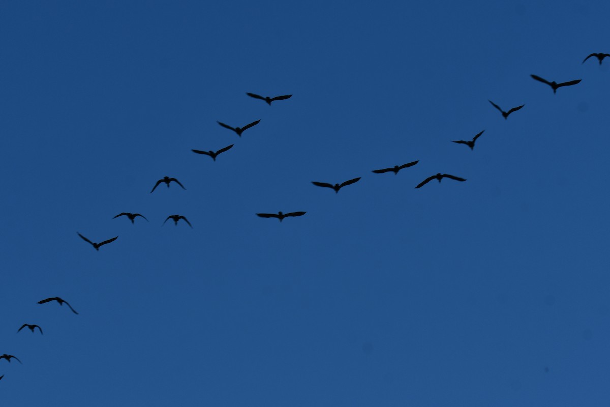 Double-crested Cormorant - ML645366845