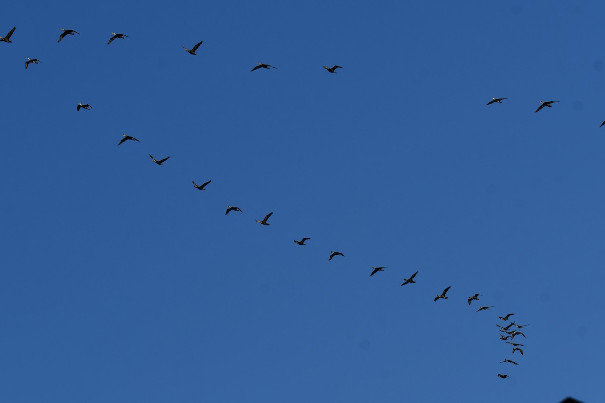 Double-crested Cormorant - ML645366846