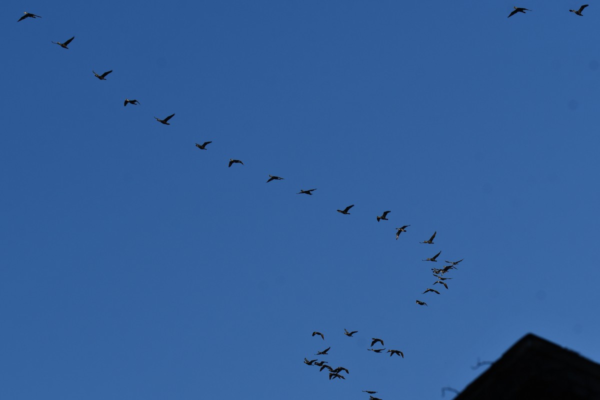 Double-crested Cormorant - ML645366847