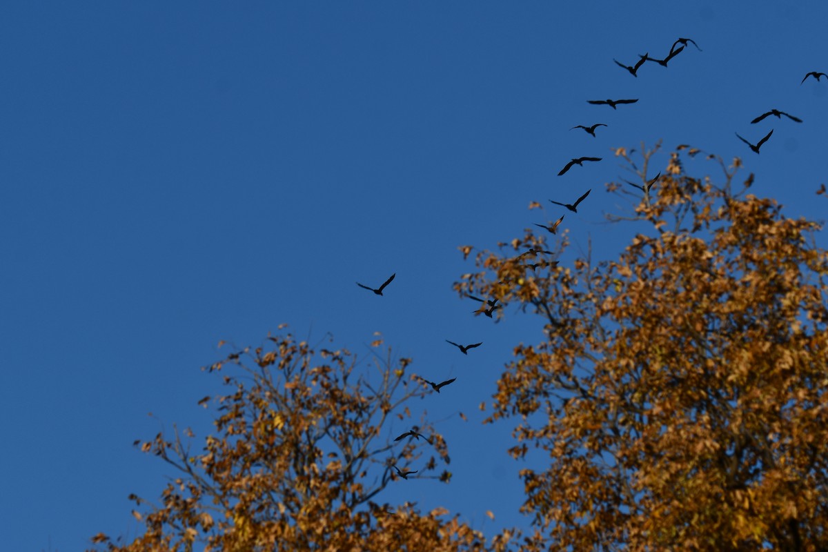 Double-crested Cormorant - ML645366848