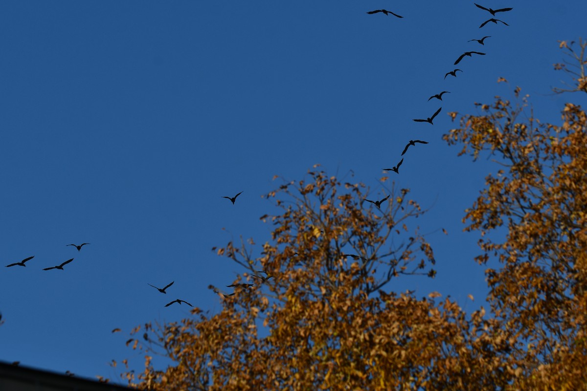 Double-crested Cormorant - ML645366849