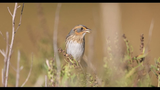 Saltmarsh Sparrow - ML645366854