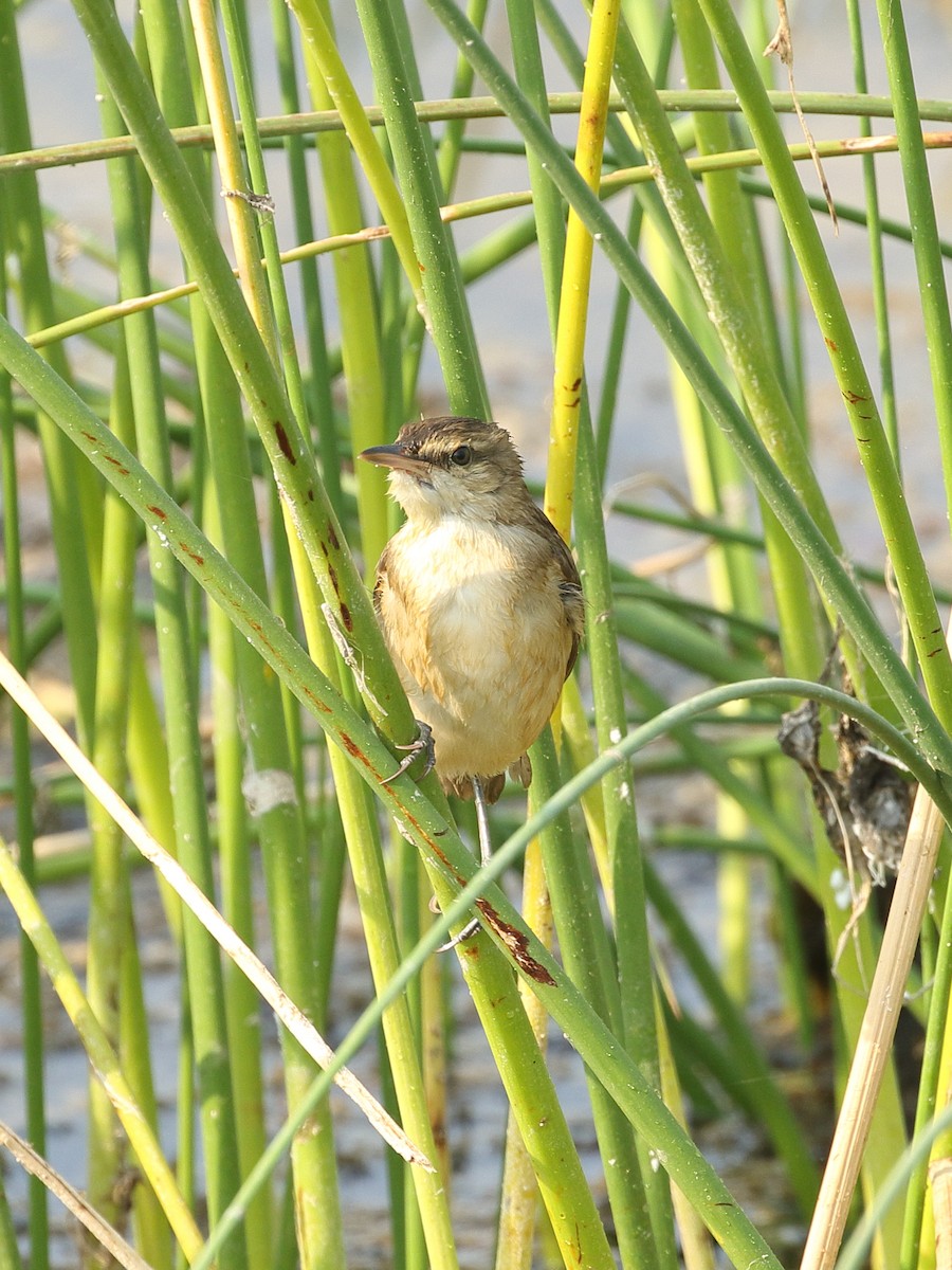 Lezkari zalapartaria - ML645366861