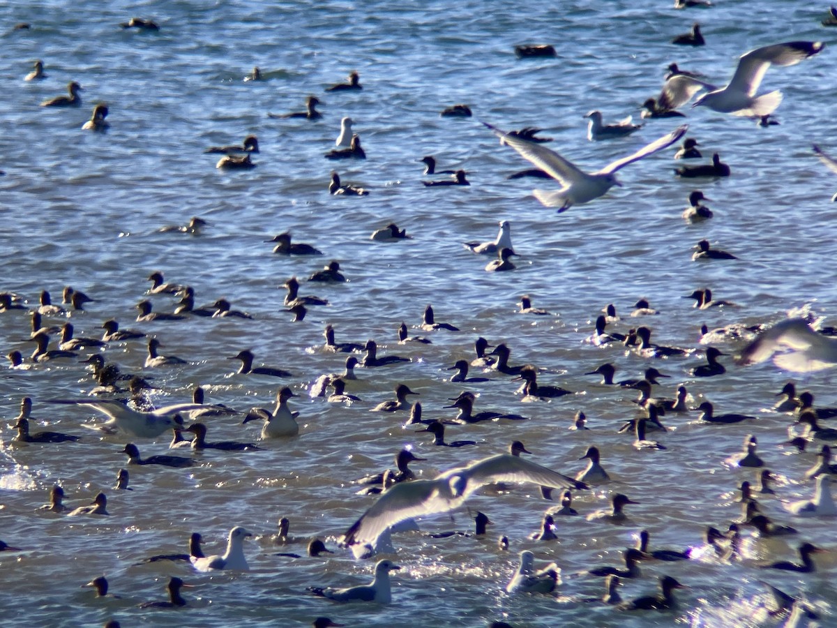 Red-breasted Merganser - ML645366862