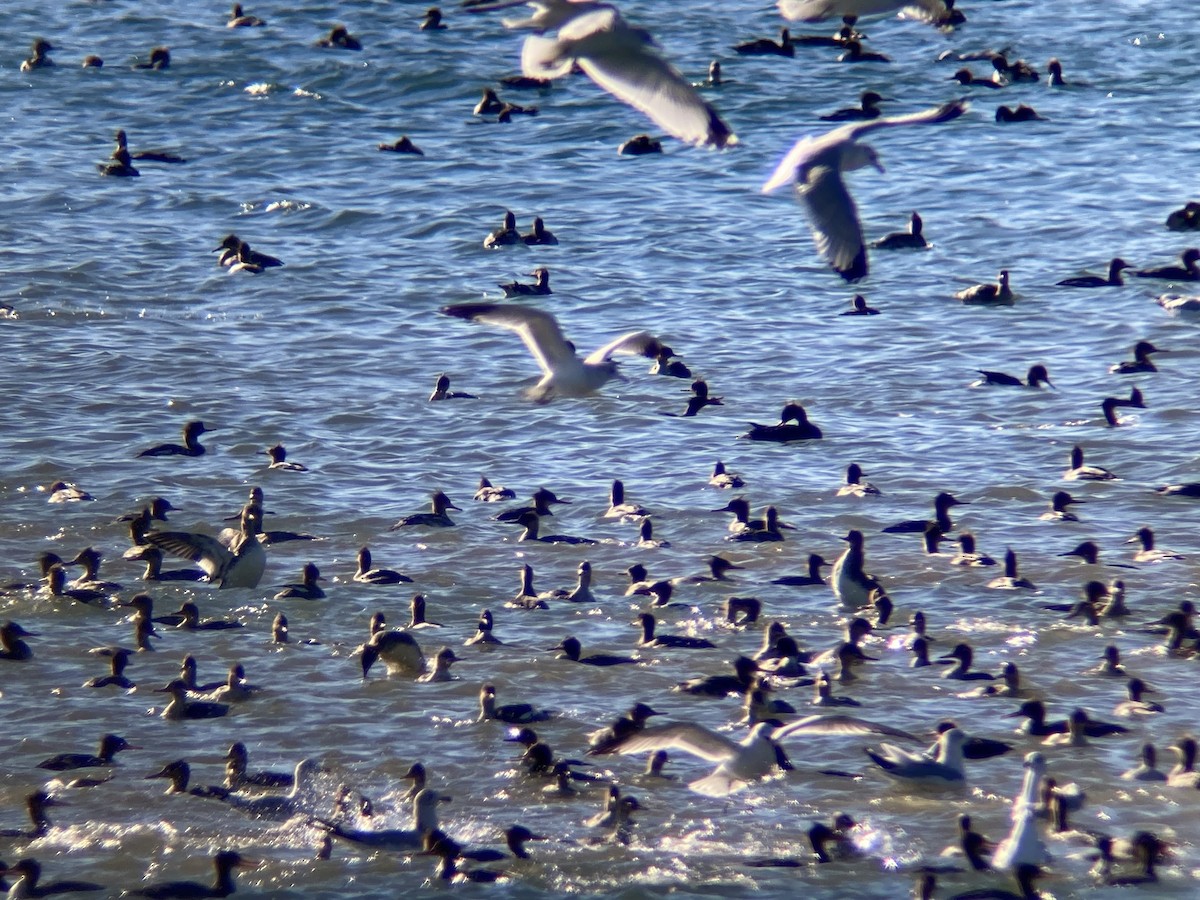 Red-breasted Merganser - ML645366863