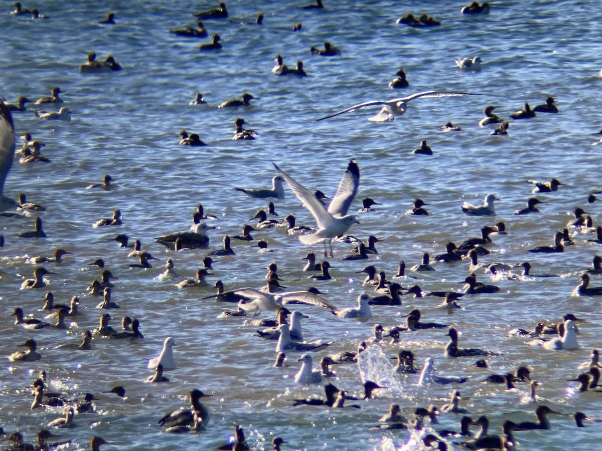 Red-breasted Merganser - ML645366864