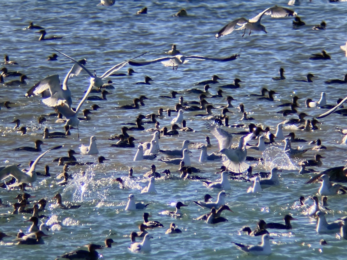 Red-breasted Merganser - ML645366865