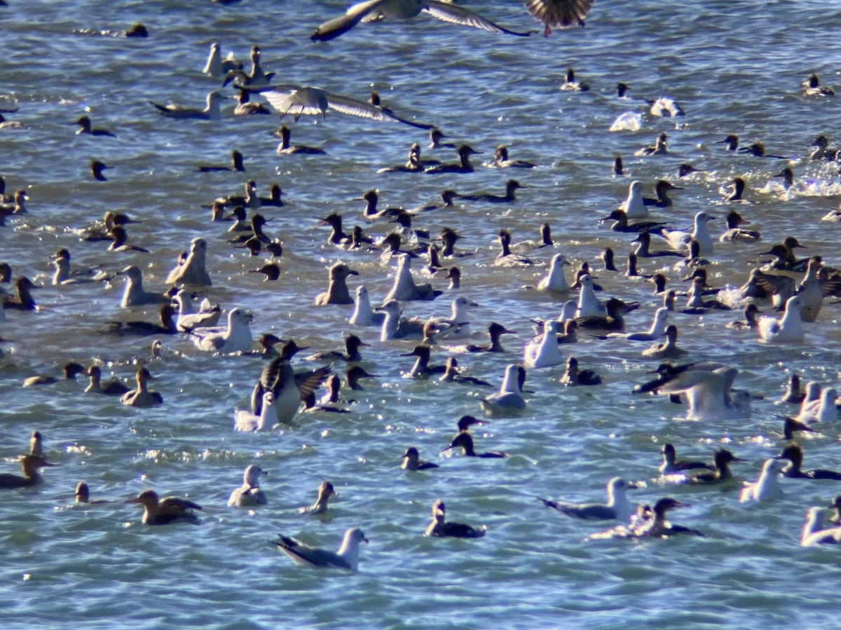 Red-breasted Merganser - ML645366866