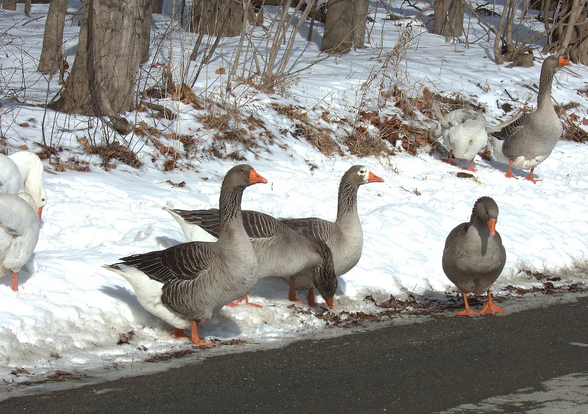 Domestic goose sp. (Domestic type) - ML645366880