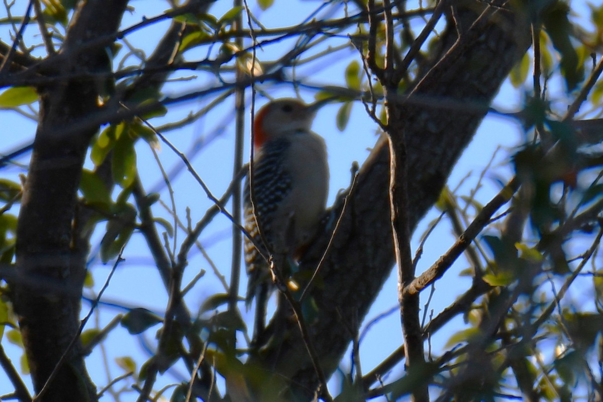 Carpintero de Carolina - ML645366884