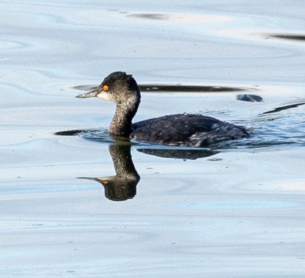 Eared Grebe - ML645366887