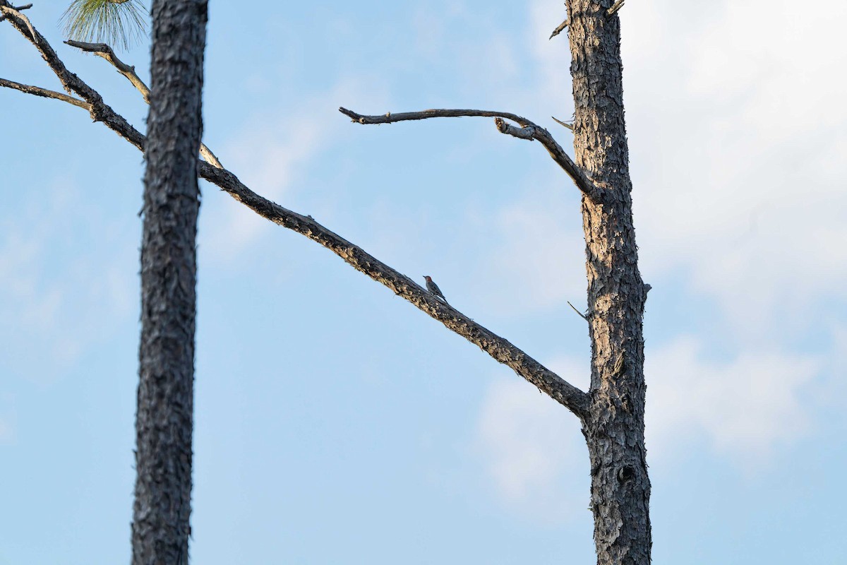 Carpintero de Carolina - ML645366891