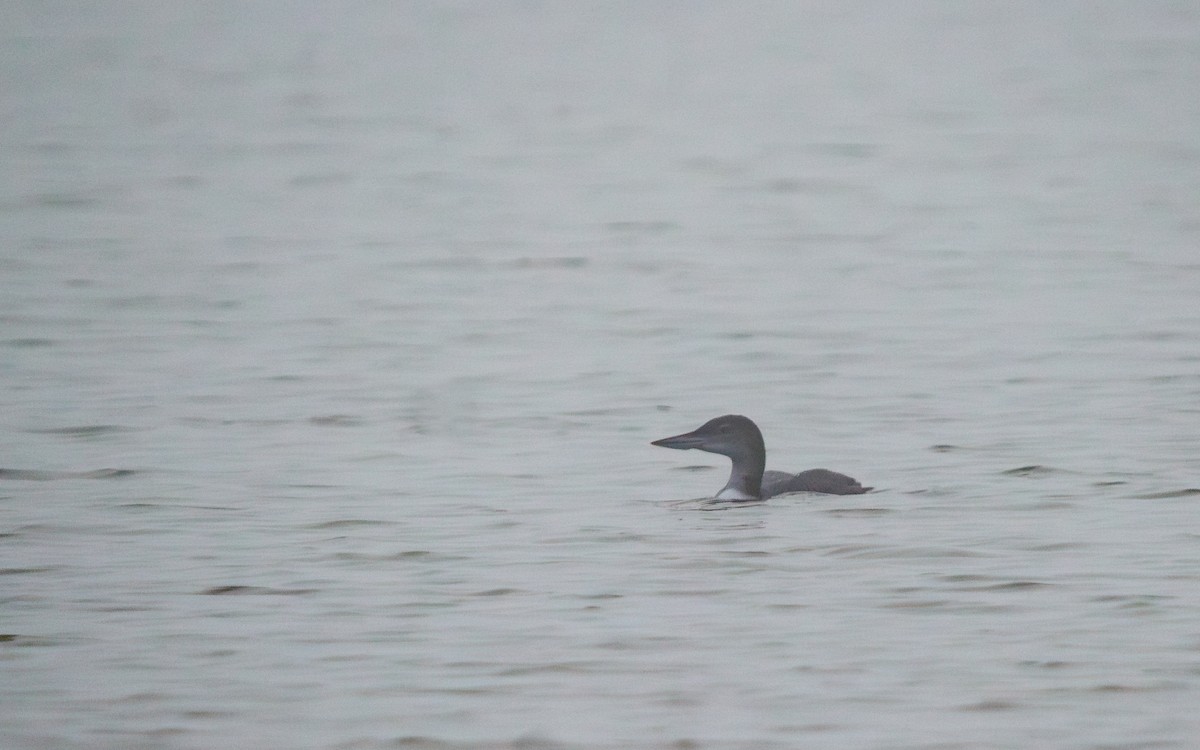 Common Loon - ML645366898