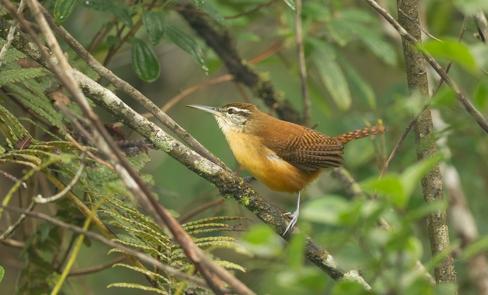 Long-billed Wren - ML645366912