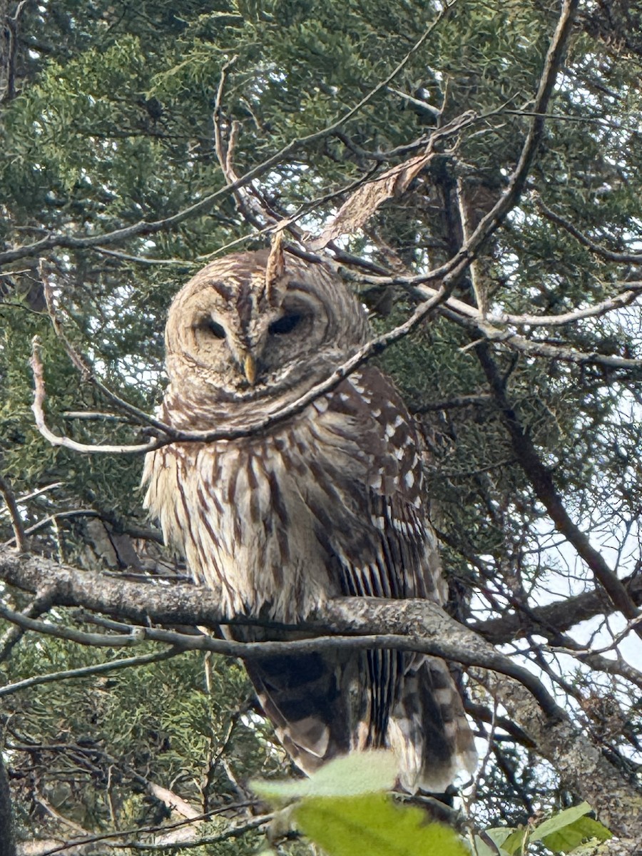 Barred Owl - ML645366913