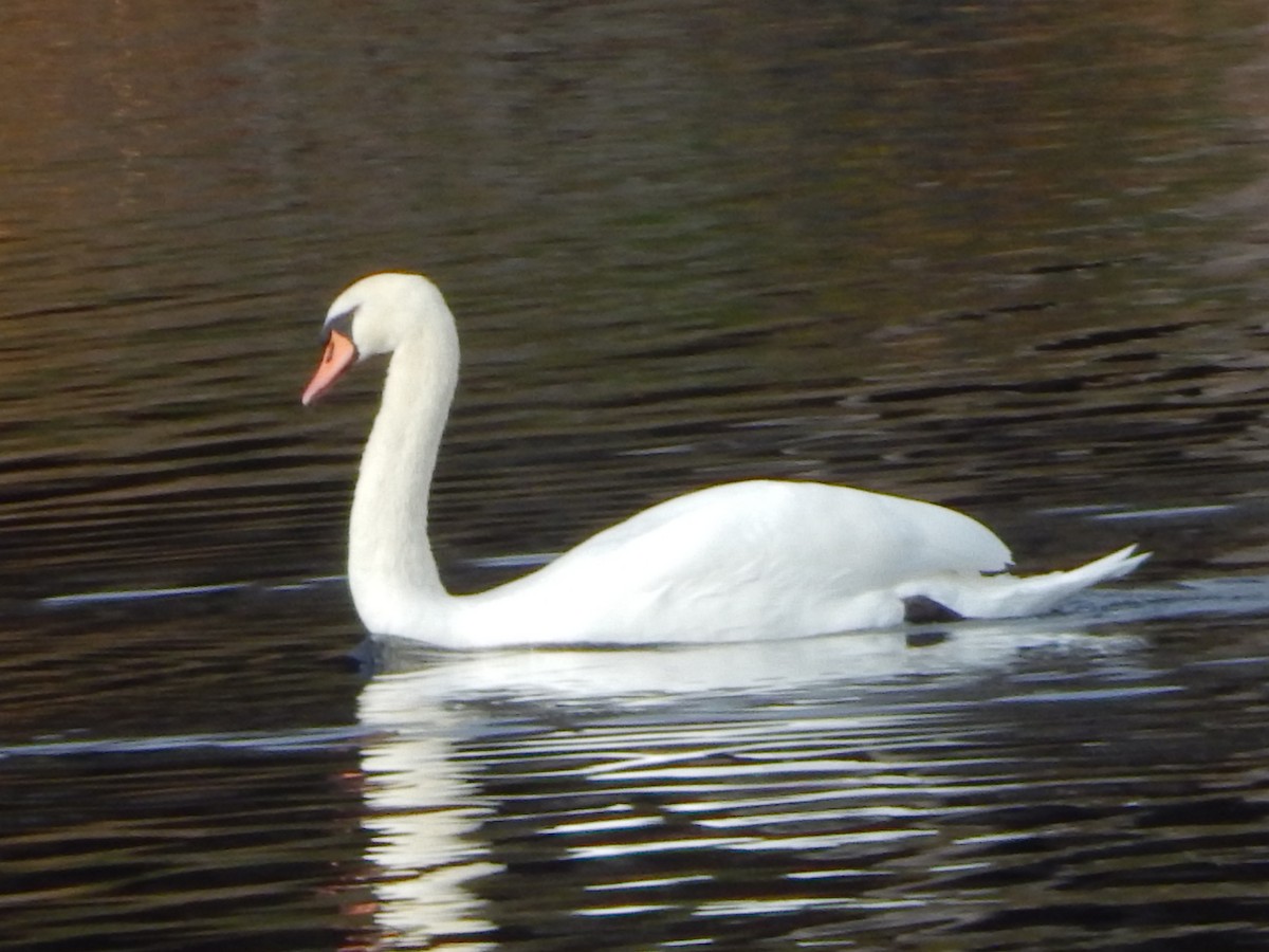Mute Swan - ML645366914
