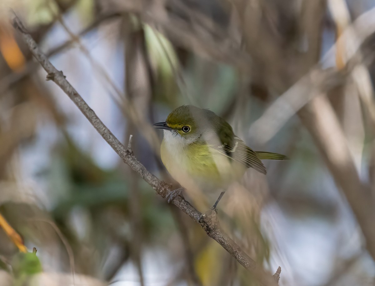 White-eyed Vireo - ML645366928