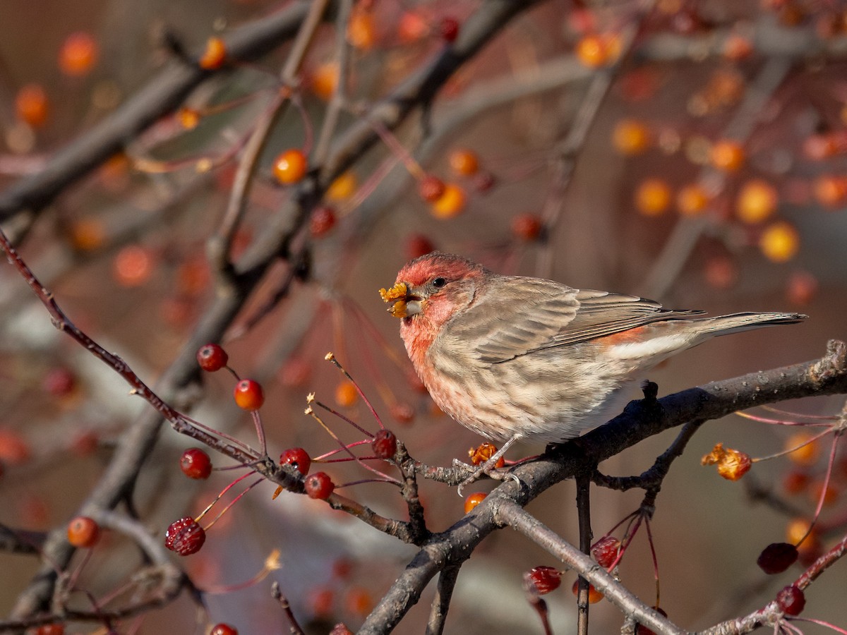 House Finch - ML645366934