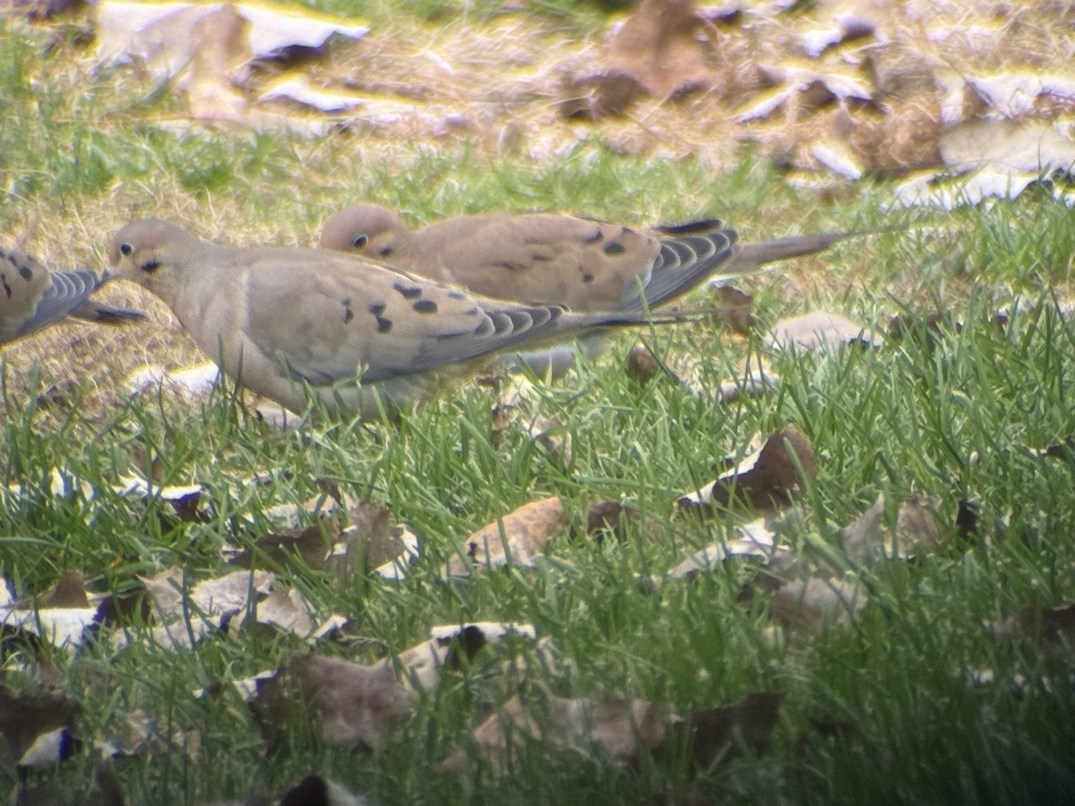 Mourning Dove - ML645366941