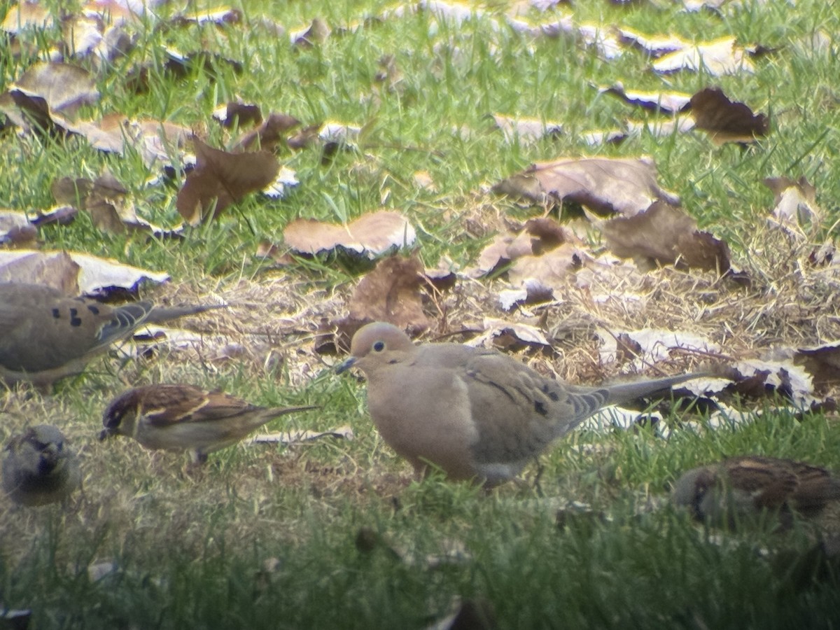 Mourning Dove - ML645366942