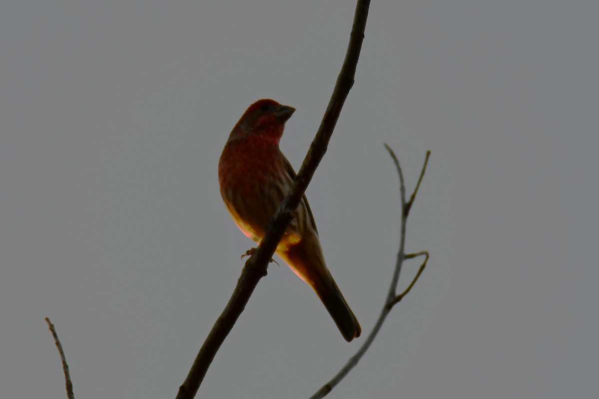 House Finch - ML645366945