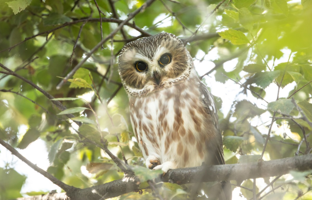 Northern Saw-whet Owl - ML645366962
