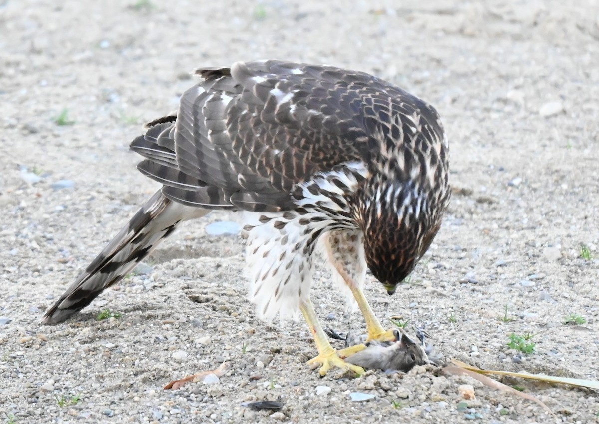 Cooper's Hawk - ML645366963