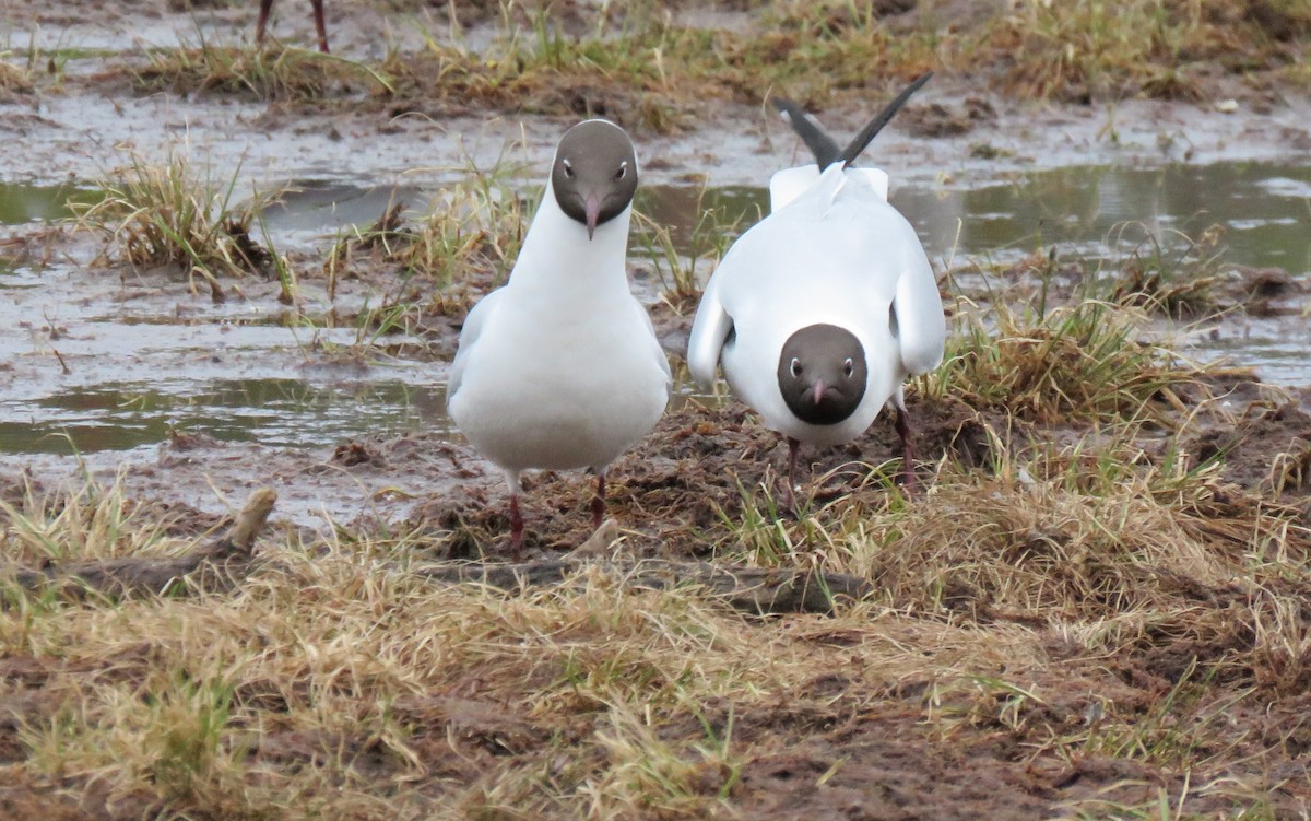 hettemåke - ML645366964