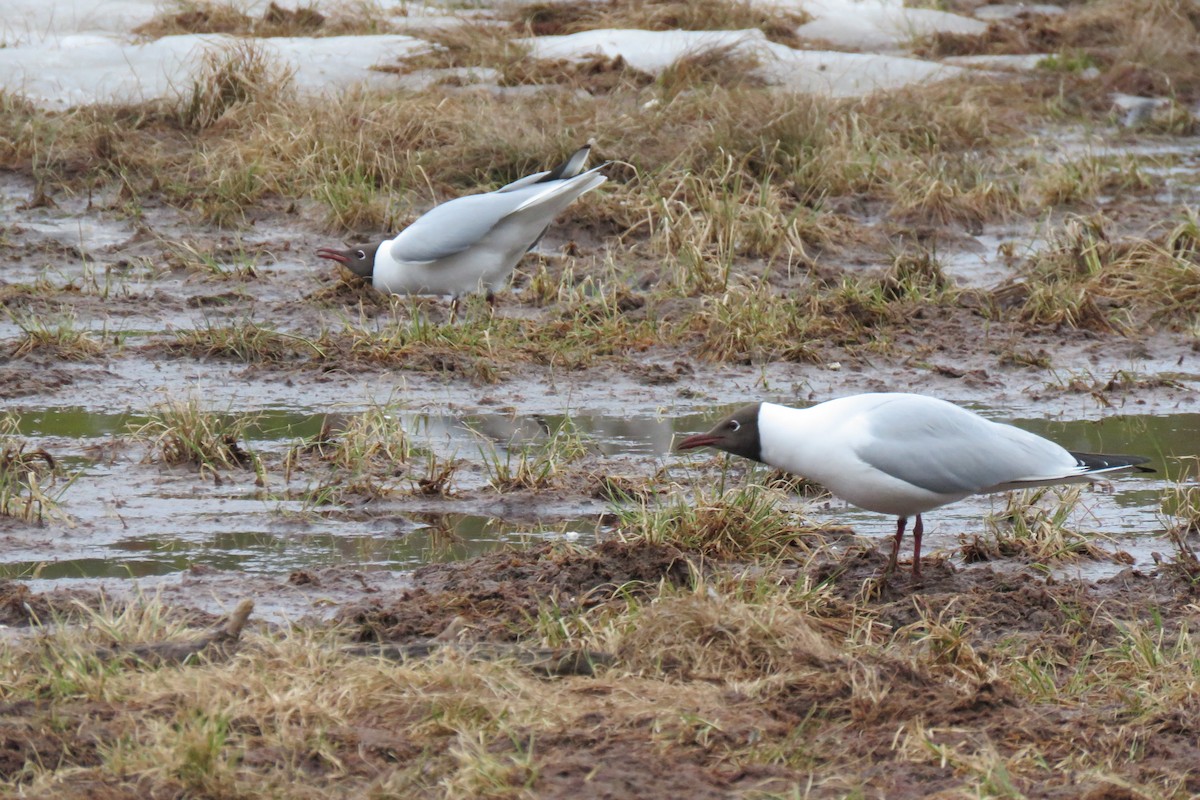 hettemåke - ML645366965