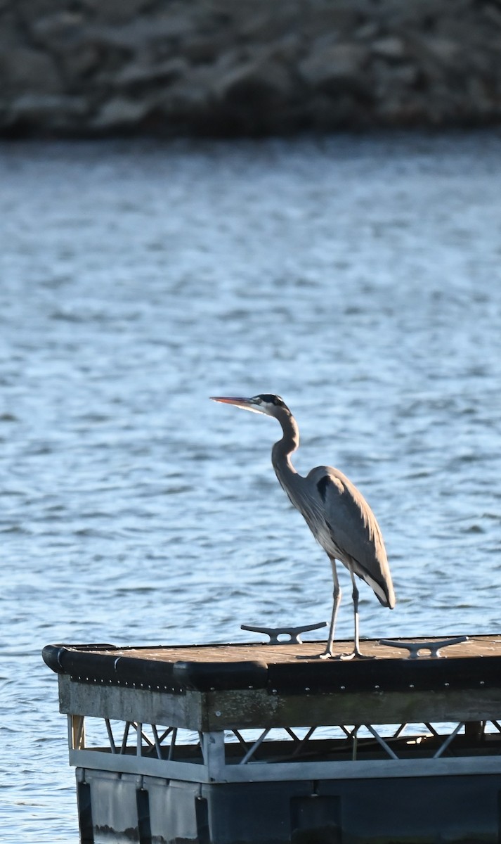Great Blue Heron - ML645366968